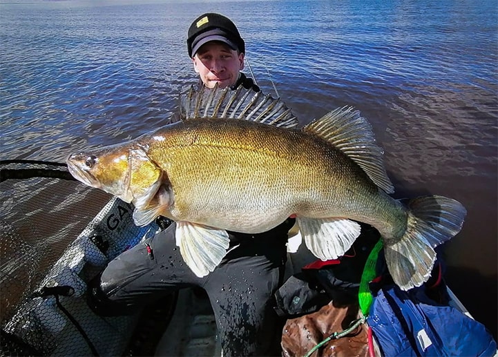 Jeden z největších okounů jaký byl kdy zdokumentován – 54 cm a 3,40 kg chycený na nástrahu Westin Buzzbite 6 cm v barvě Bling Perch